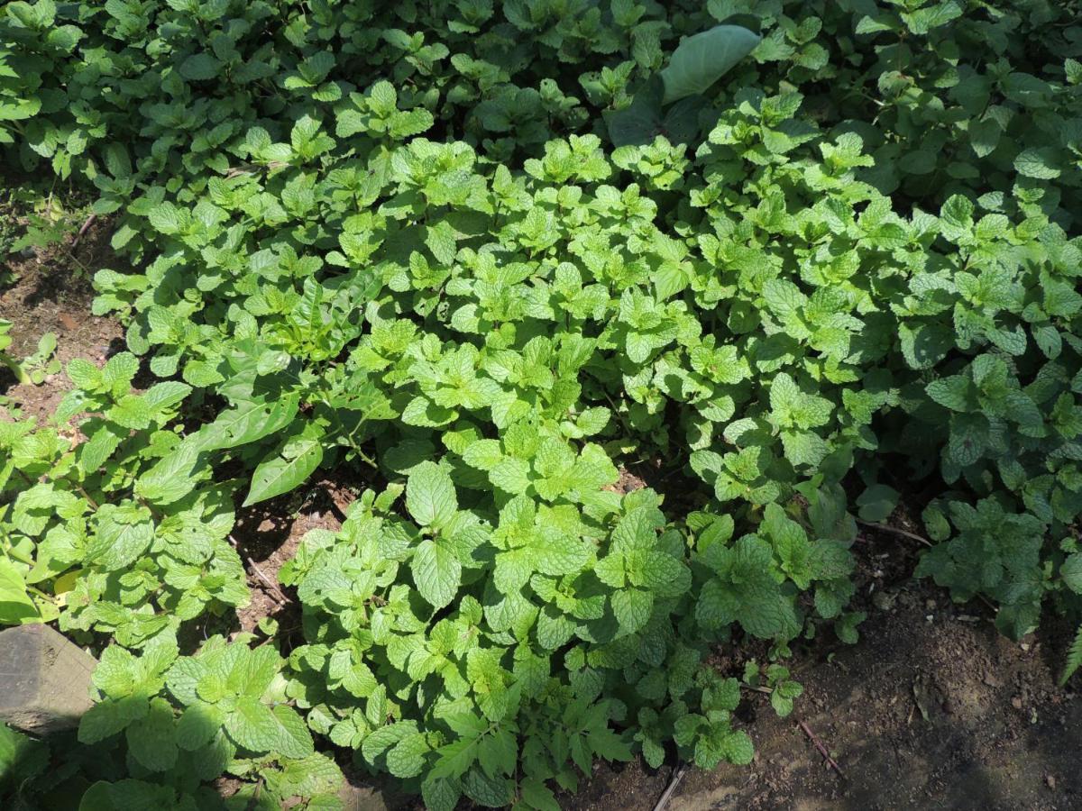Eco Hostel Organic Life 特林达德 外观 照片