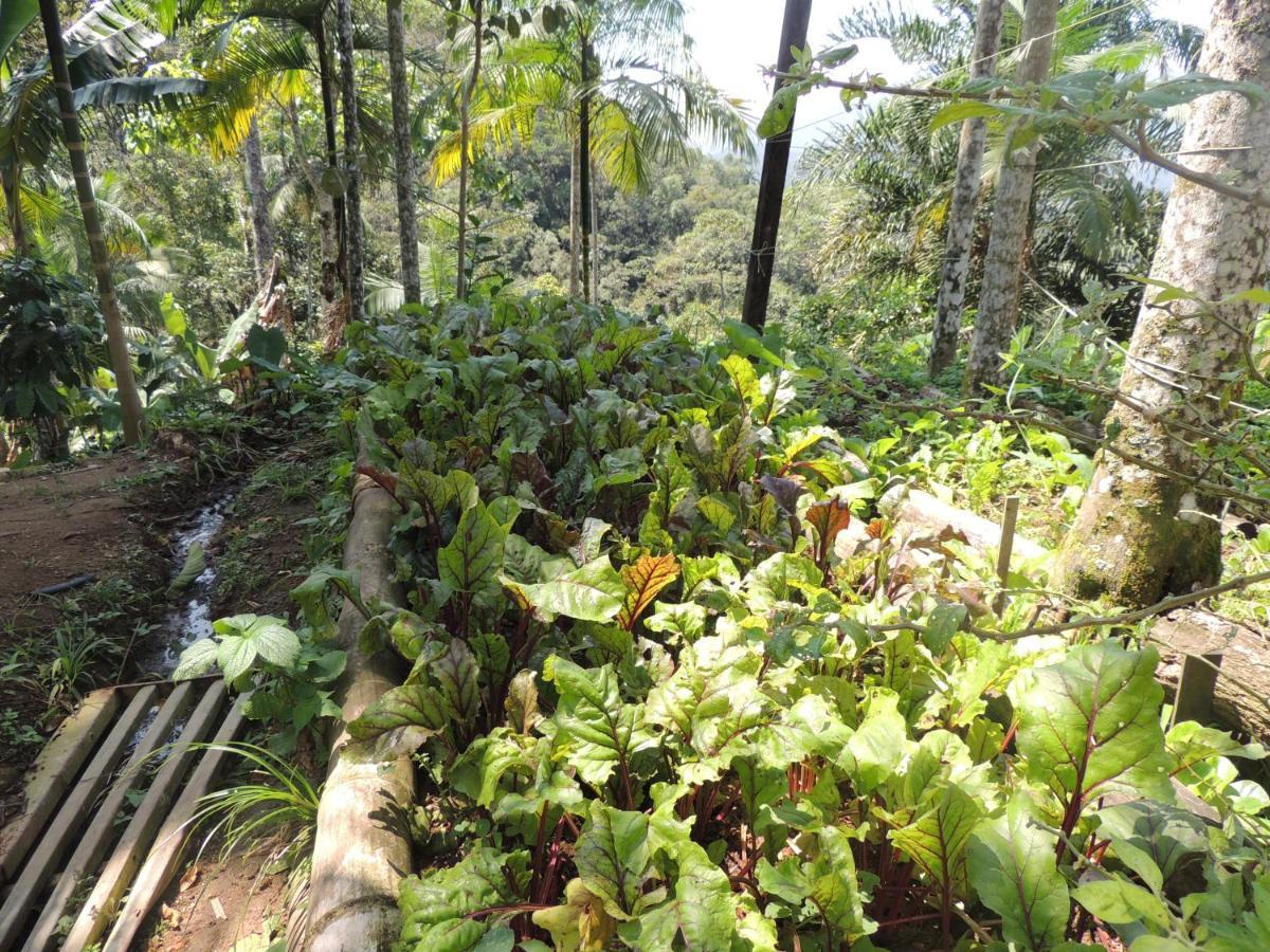 Eco Hostel Organic Life 特林达德 外观 照片